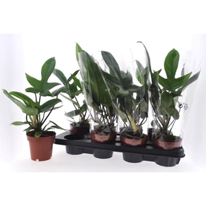 Philodendron Florida Green 12Ø 40cm