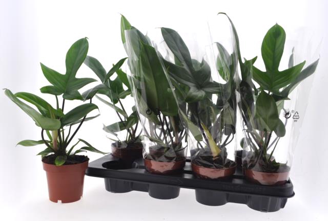 Philodendron Florida Green 12Ø 40cm