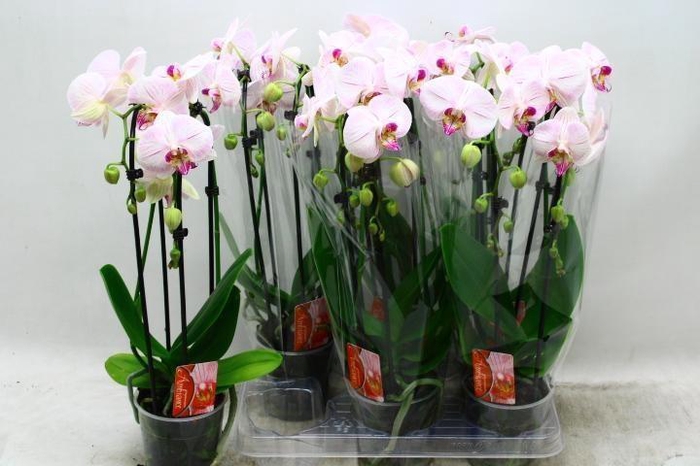 <h4>PHAL EL CASCADE</h4>