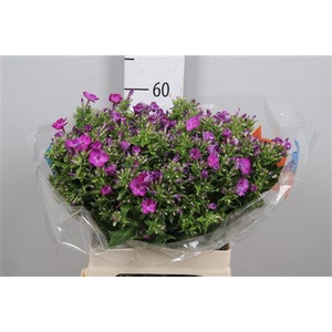 Phlox P Sky Eyes