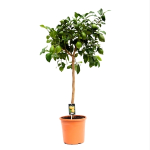 Citrus Lemon