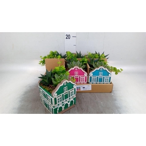 Arr.   Kamerplant Groen L%