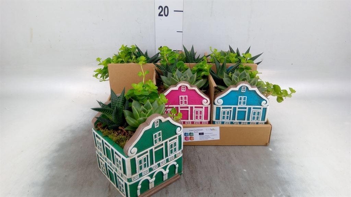 <h4>Arr.   Kamerplant Groen L%</h4>
