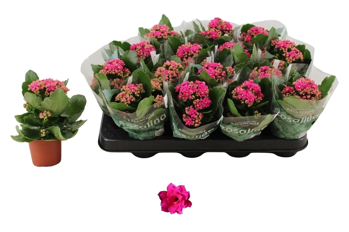 <h4>KAL GE DON VICTORIO</h4>