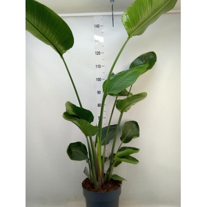 Strelitzia nicolai