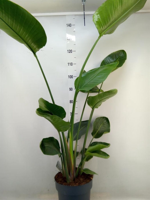 <h4>Strelitzia nicolai</h4>