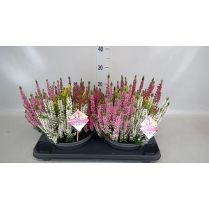 Calluna vulg. 'Beauty L High Five'