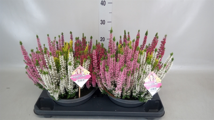 <h4>Calluna vulg. 'Beauty L High Five'</h4>