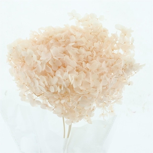 Pres Bleached Hydrangea Anna Light Pink
