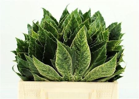 <h4>FATSIA VARIEGATA</h4>