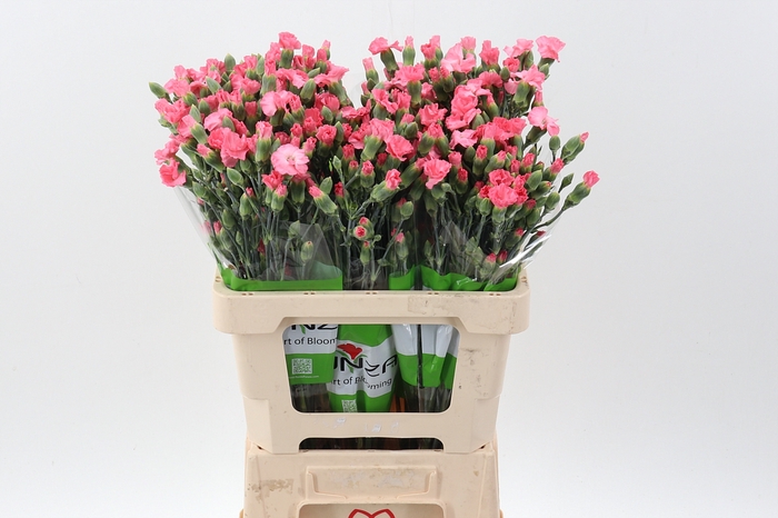 <h4>Di Lala Exuma x20</h4>