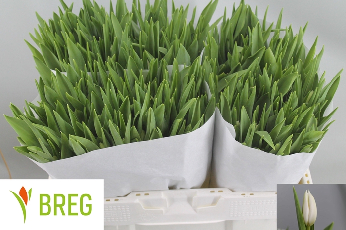 <h4>TU EN POLAR BEAR</h4>