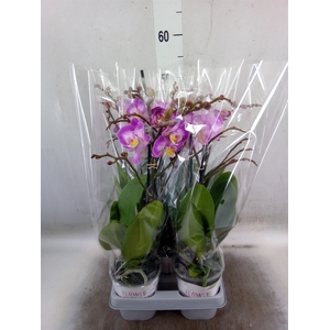 Phalaenopsis  'Sunca Pula'