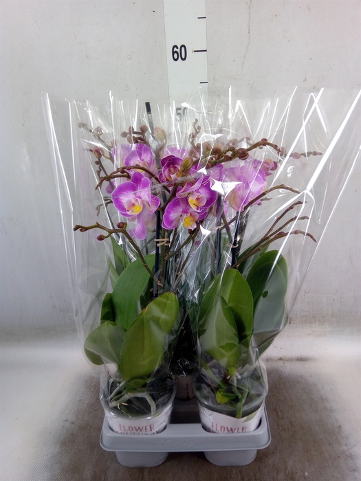 <h4>Phalaenopsis  'Sunca Pula'</h4>