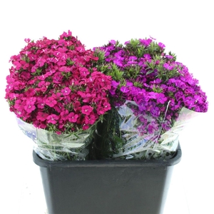 Di Barb Amazon Mix In Fust