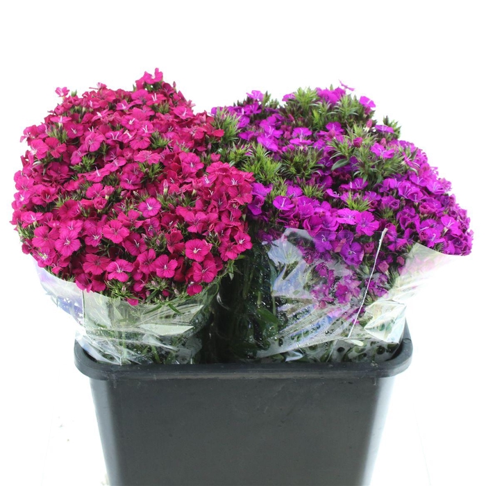 <h4>Di Barb Amazon Mix In Fust</h4>