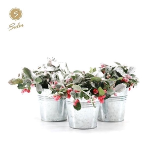 Gaultheria pr. 'Big Berry'® P10 in Zinc Old-Look + Snow