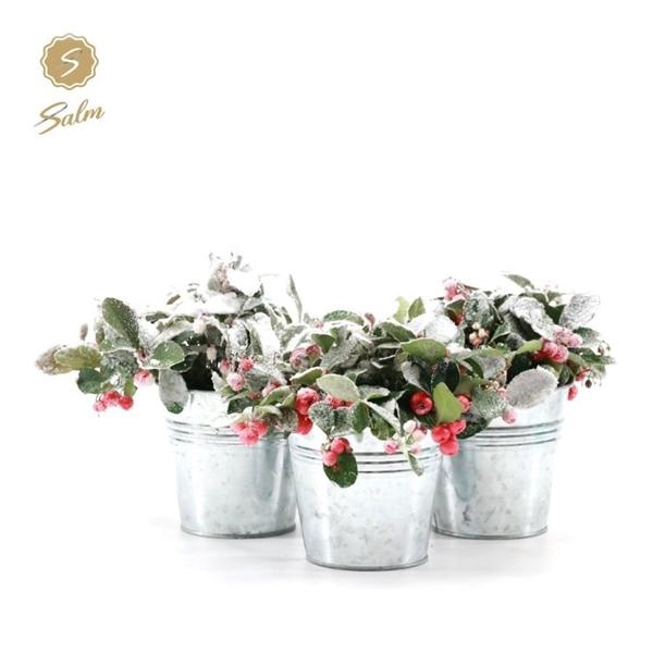 <h4>Gaultheria pr. 'Big Berry'® P10 in Zinc Old-Look + Snow</h4>