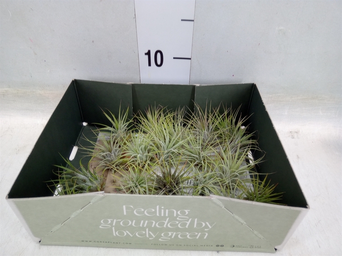 <h4>Tillandsia</h4>