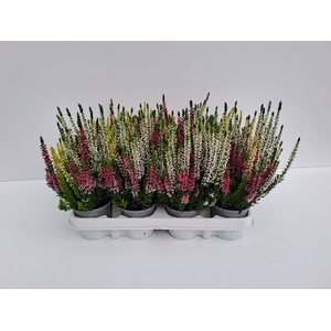 Calluna vulg. 'Beauty L'  ..mix 3/p