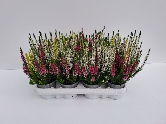 Calluna vulg. 'Beauty L'  ..mix 3/p