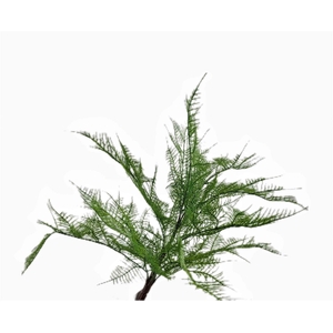 Fern Bush Green