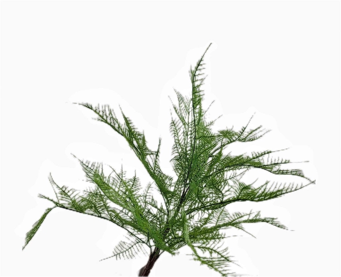 Fern Bush Green GR110049GRN