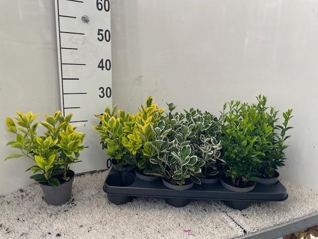 <h4>EUONYMUS JAP GEM</h4>