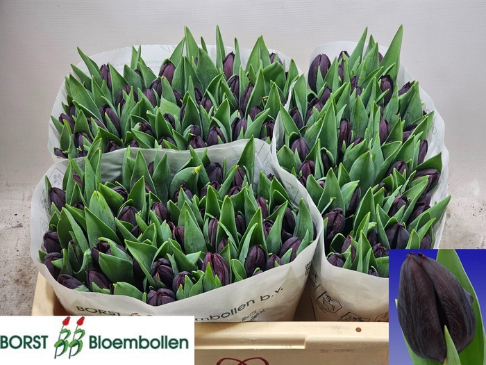 <h4>TU EN NIGHTSHADE</h4>