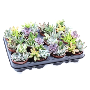 Succulents ...