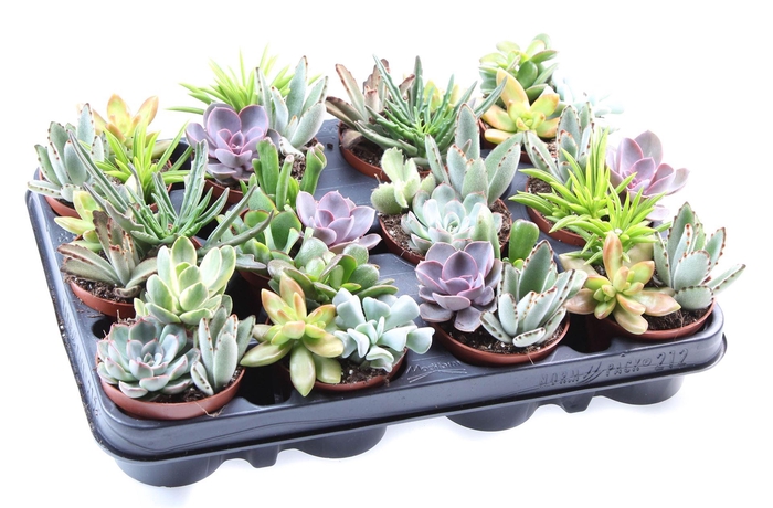 <h4>Succulents   ...</h4>