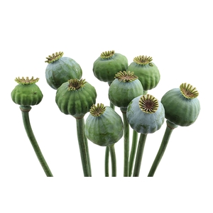 Papaver Som Zaad Ball Daling