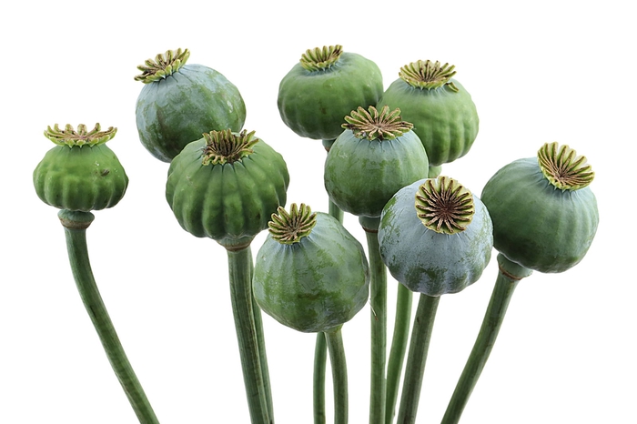 <h4>Papaver Som Zaad Ball Daling</h4>