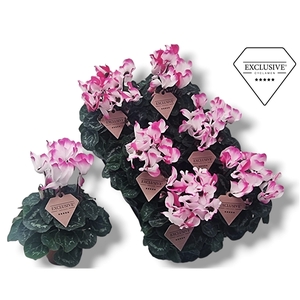 Cyclamen Exclusive® Indiaka Roze