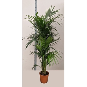 HOWEA FORSTERIANA