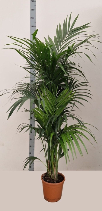 <h4>HOWEA FORSTERIANA</h4>