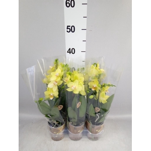 Phalaenopsis multi. 'Ant Albenga'