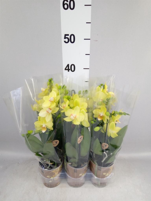 <h4>Phalaenopsis multi. 'Ant Albenga'</h4>