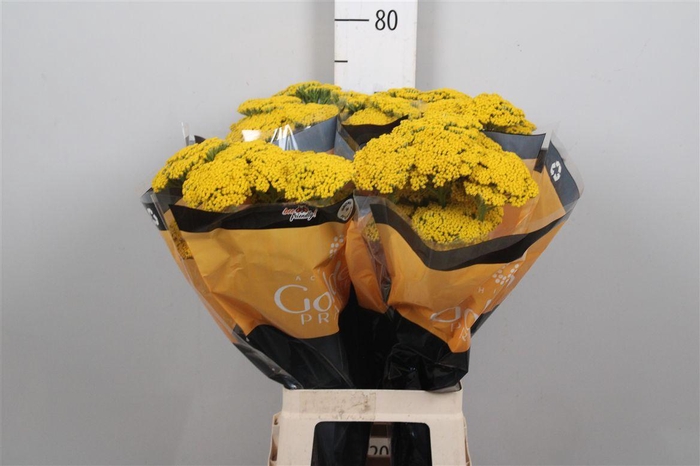 <h4>Achil F Golden P</h4>