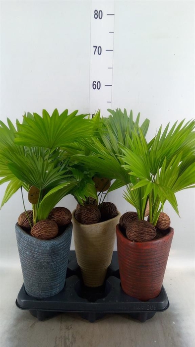 <h4>Livistona rotundifolia</h4>
