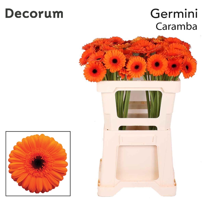 <h4>GE MI CARAMBA Emmer X60 met hoes</h4>