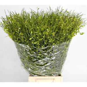 Genista Berries Green