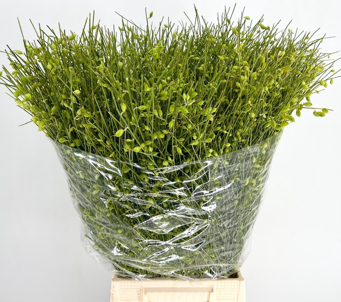 <h4>Genista Berries Green</h4>