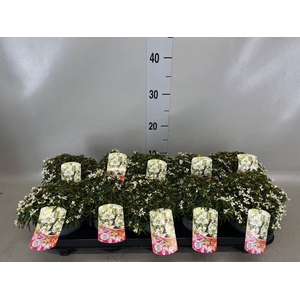 Iberis semp. 'Appen-Etz'