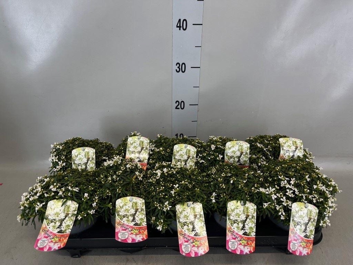 <h4>Iberis semp. 'Appen-Etz'</h4>