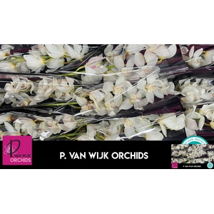 CYMB T EARLY WHITE