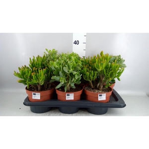 CRASSULA  MIX