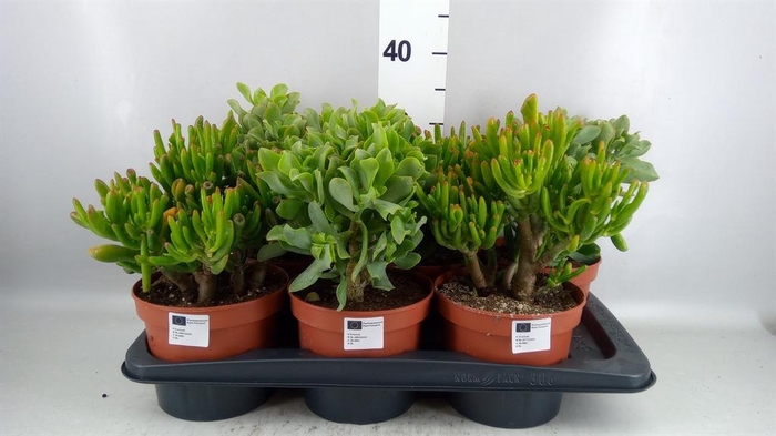 <h4>CRASSULA MIX</h4>
