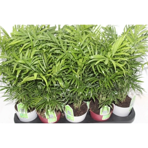 CHAMAEDOREA ELEGANS P11