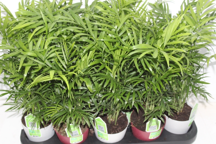 <h4>CHAMAEDOREA ELEGANS P11</h4>